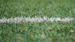 white and green grass during day